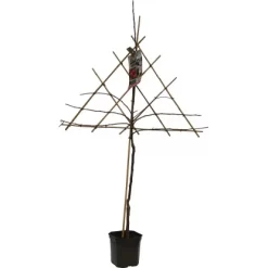 GROW By OBI Apfel Am Spalier Höhe Ca. 160-180 Cm Topf Ca. 7,5 L Malus Domestica