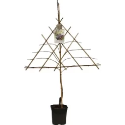 GROW By OBI Kirsche Am Spalier Höhe Ca. 160 - 180 Cm Topf Ca. 7,5 L