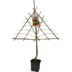 GROW By OBI Pfirsich Am Spalier Höhe Ca. 160 - 180 Cm Topf Ca. 7,5 L