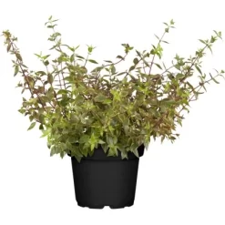 Abelie "Kaleidoscope" Weiß Höhe Ca. 20 - 30 Cm Topf Ca. 2 L Abelia