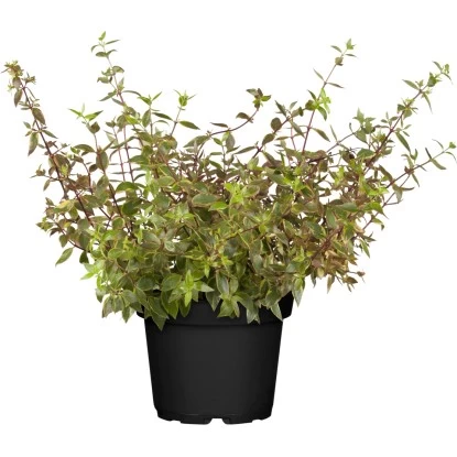 Abelie "Kaleidoscope" Weiß Höhe Ca. 20 - 30 Cm Topf Ca. 2 L Abelia 1 Abelie "Kaleidoscope" Weiß Höhe Ca. 20 - 30 Cm Topf Ca. 2 L Abelia