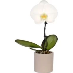 Schmetterlings-Orchidee "Singolo" 1-Trieber Weiß Topf-Ø Ca. 9 Cm -Schwingen Sie Ihre Topfpflanzen. 5682554 4883 2