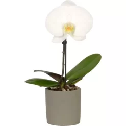 Schmetterlings-Orchidee "Singolo" 1-Trieber Weiß Topf-Ø Ca. 9 Cm -Schwingen Sie Ihre Topfpflanzen. 5682554 4883 3