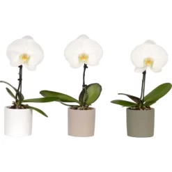 Schmetterlings-Orchidee "Singolo" 1-Trieber Weiß Topf-Ø Ca. 9 Cm -Schwingen Sie Ihre Topfpflanzen. 5682554 4883 4