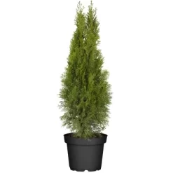 Lebensbaum "Brabant" Topf-Ø Ca. 22 Cm Thuja Occidentalis