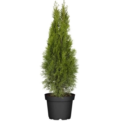 Lebensbaum "Brabant" Topf-Ø Ca. 22 Cm Thuja Occidentalis 1 Lebensbaum "Brabant" Topf-Ø Ca. 22 Cm Thuja Occidentalis