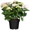 GROW By OBI Bauernhortensie "Chamaeleon" Höhe Ca. 20-30cm Topf Ca. 5 L Hydrangea