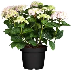 GROW By OBI Bauernhortensie "Chamaeleon" Höhe Ca. 20-30cm Topf Ca. 5 L Hydrangea
