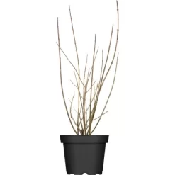 OBI Forsythie "Lynwood" Gelb Höhe Ca. 80 - 100 Cm Topf Ca. 9,5 L Forsythia