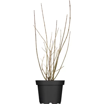 OBI Forsythie "Lynwood" Gelb Höhe Ca. 80 - 100 Cm Topf Ca. 9,5 L Forsythia 1 OBI Forsythie "Lynwood" Gelb Höhe Ca. 80 - 100 Cm Topf Ca. 9,5 L Forsythia