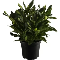 OBI Rhododendron Weiß Höhe Ca. 40 - 50 Cm Topf Ca. 10 L Rhododendron Hybride