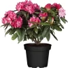 OBI Rhododendron Rot Höhe Ca. 60 - 80 Cm Topf Ca. 30 L Rhododendron Hybride