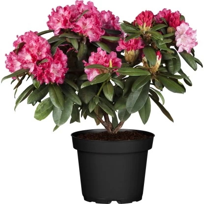 OBI Rhododendron Rot Höhe Ca. 60 - 80 Cm Topf Ca. 30 L Rhododendron Hybride 1 OBI Rhododendron Rot Höhe Ca. 60 - 80 Cm Topf Ca. 30 L Rhododendron Hybride