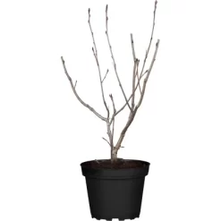 OBI Apfelbeere "Viking" Schwarz Topf Ca. 5 L Aronia Melanocarpa