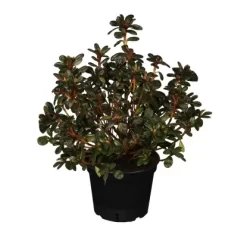 Japanische Azalee "Pink Poetry" Rosa-Weiß Höhe Ca. 20 - 25 Cm Topf Ca.2 L Azalea