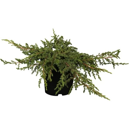 Kriech-Wacholder "Repanda" Höhe 30 - 40 Cm Topf Ca. 5 L Juniperus Communis 1 Kriech-Wacholder "Repanda" Höhe 30 - 40 Cm Topf Ca. 5 L Juniperus Communis