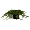 Kriech-Wacholder "Prince Of Wales" Höhe 30 - 40 Cm Topf Ca. 5 L Juniperus