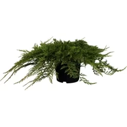 Kriech-Wacholder "Prince Of Wales" Höhe 30 - 40 Cm Topf Ca. 5 L Juniperus