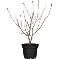 Apfelbeere Schwarz Topf Ca. 5 L Aronia Melanocarpa