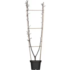 GROW By OBI Duo-Apfel Höhe Ca. 100 - 120 Cm Topf Ca. 7,5 L Malus