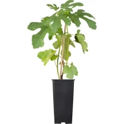 Feige Weiß Topf Ca. 2 L Ficus Carica