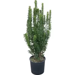 GROW By OBI Glanzmispel "Carré Rouge" Busch Topf Ca. 5 L Photinia Fraseri