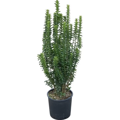 GROW By OBI Glanzmispel "Carré Rouge" Busch Topf Ca. 5 L Photinia Fraseri 1 GROW By OBI Glanzmispel "Carré Rouge" Busch Topf Ca. 5 L Photinia Fraseri