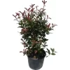 GROW By OBI Glanzmispel "Carré Rouge" Höhe Ca. 60 - 80 Cm Topf Ca. 15 L Photinia