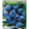 Heidelbeere "Hortiblue Petite" Höhe 40 - 60 Cm Topf-Ø 4,6 L Vaccinium