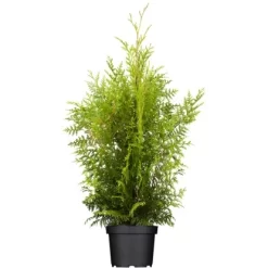 OBI Lebensbaum "Brabant" Höhe Ca. 140 - 160 Cm Topf Ca. 30 L Thuja