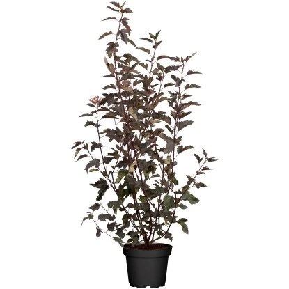 Fasanenspiere "Midnight" Weiß Höhe Ca. 50 - 60 Cm Topf Ca. 5 L Physocarpus 1 Fasanenspiere "Midnight" Weiß Höhe Ca. 50 - 60 Cm Topf Ca. 5 L Physocarpus