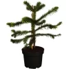OBI Chilenische Schmucktanne Höhe Ca. 20 - 30 Cm Topf Ca. 3 L Araucaria