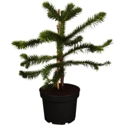 OBI Chilenische Schmucktanne Höhe Ca. 20 - 30 Cm Topf Ca. 3 L Araucaria