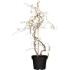 OBI Korkenzieherhasel "Contorta" Höhe Ca. 60 - 80 Cm Topf Ca. 4 L Corylus