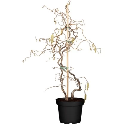OBI Korkenzieherhasel "Contorta" Höhe Ca. 60 - 80 Cm Topf Ca. 4 L Corylus 1 OBI Korkenzieherhasel "Contorta" Höhe Ca. 60 - 80 Cm Topf Ca. 4 L Corylus