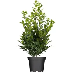 OBI Stechpalme "Blue Prince" Höhe Ca. 50 - 60 Cm Topf Ca. 5 L Ilex Meserveae