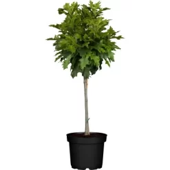 GROW By OBI Kugel-Sumpfeiche "Green Dwarf" Stamm Ca. 100 - 120 Cm Topf Ca. 12 L
