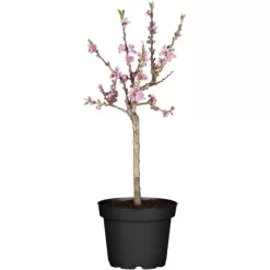 OBI Zwergnektarine Höhe Ca. 60 - 80 Cm Topf Ca. 7,5 L Prunus