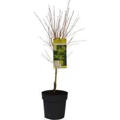GROW By OBI Fächerahorn "Bi Hoo" Ca. 40 - 60 Cm Topf Ca 6,5 L Acer Platanoides