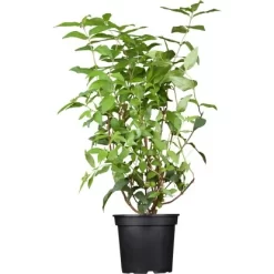 GROW By OBI Gefüllter Sternchenstrauch "Plena" Weiß Ca. 60 - 80 Cm Topf Ca. 5 L