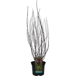 GROW By OBI Weigelie "Victoria" Höhe Ca. 60 - 80 Cm Topf Ca. 7,5 L