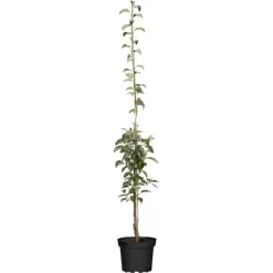 GROW By OBI Bio Säulenbirne Gelb/Rot Ca. 40-60 Cm Topf Ca. 7,5 L Pyrus Communis