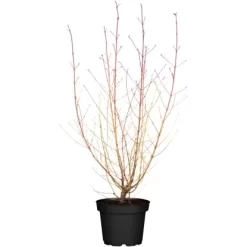 Roter Hartriegel "Midwinter Fire" Weiß Höhe Ca. 40 50 Cm Container Ca. 4,6 L