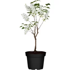 Edelflieder Höhe Ca. 50 - 60 Cm Topf Ca. 4,6 L Syringa Vulgaris