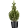 OBI Zuckerhutfichte "Conica" Höhe Ca. 50 - 60 Cm Topf Ca. 5 L Picea