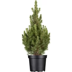 OBI Zuckerhutfichte "Conica" Höhe Ca. 50 - 60 Cm Topf Ca. 5 L Picea
