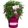 GROW By OBI Brombeere "Lucky Berry" Höhe Ca. 40 - 60 Cm Topf Ca. 4,6 L