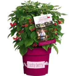 GROW By OBI Brombeere "Lucky Berry" Höhe Ca. 40 - 60 Cm Topf Ca. 4,6 L