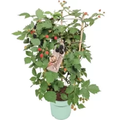 Brombeere "Loch Ness" Schwarz Höhe Ca. 40 - 50 Cm Topf Ca. 17 L Rubus