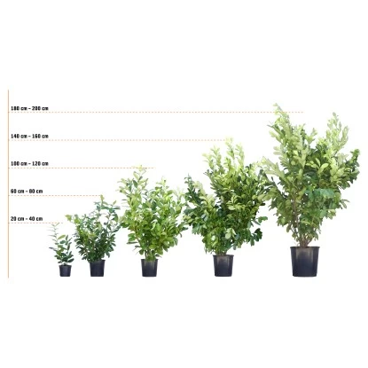 Rotbuche Set à 100 Stück Höhe Ca. 80 - 100 Cm Topf Ca. 2 L Fagus Sylvatica 5 Rotbuche Set à 100 Stück Höhe Ca. 80 - 100 Cm Topf Ca. 2 L Fagus Sylvatica – Bild 5